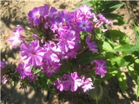 84e6630c-lj. phlox.jpg